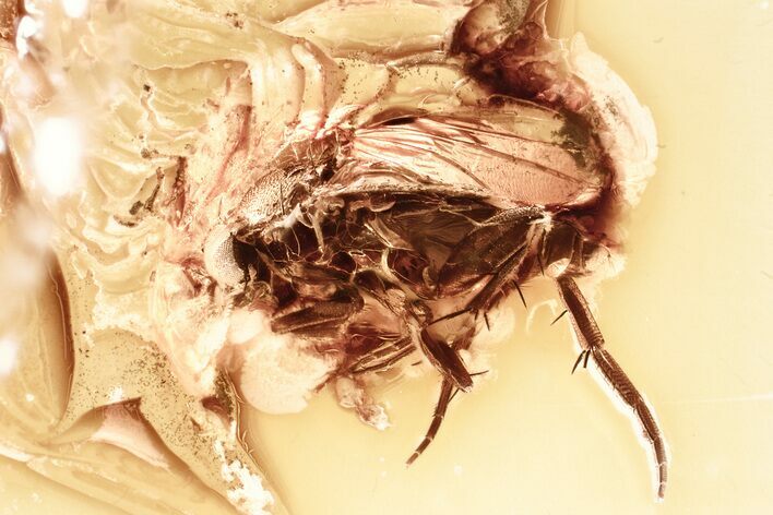 Detailed Fossil Scuttle Fly (Phoridae) In Baltic Amber #381572